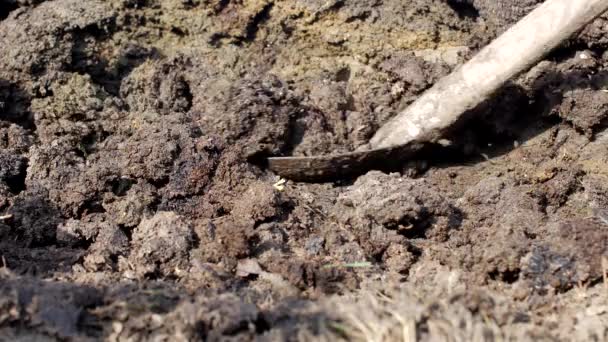 Um homem cava um esterco de pá para fertilizar o solo ao cultivar plantas, close-up, pá e esterco, esterco — Vídeo de Stock