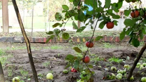 Ein Mann trägt einen Gartenkarren mit Gülle für den Transport durch den Garten, Düngung des Bodens, Land Hüttengebiet — Stockvideo