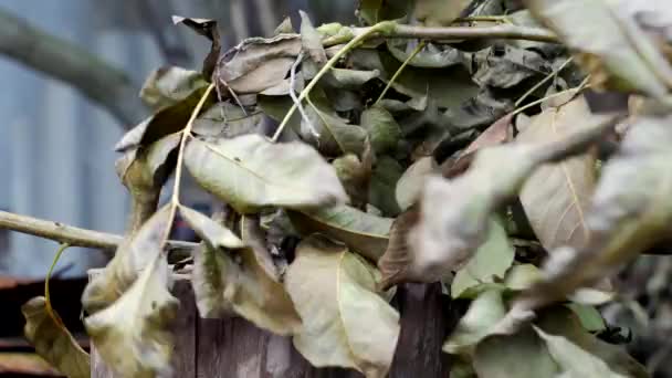 Ένας άνθρωπος κόβει με ένα τσεκούρι που τα κλαδιά που κόβονται από ένα κήπο δέντρο τους εξοχικό, γκρο πλαν, τσεκούρι — Αρχείο Βίντεο