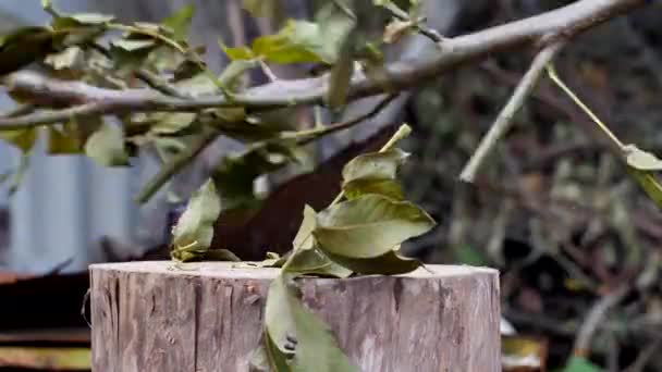 Мужчина режет топором ветви, срезанные с садового дерева в их летнем домике, крупным планом, топором — стоковое видео