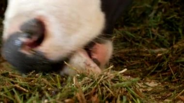 Ahır ve yiyor ot silaj, yakın çekim, inek namlu, tribünde beyaz noktalar ile siyah bir inek inek gıda ve tarım, yemek