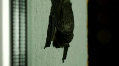 Ev, yakın çekim, flittermouse içinde belgili tanımlık pencere dışında oturan Siyah yarasa