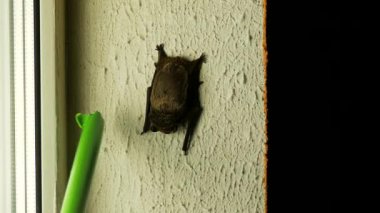 Bir adam bir sopa ile belgili tanımlık kriket sopası uzaklaştırmak için bu onun ev, yakın çekim, flittermouse penceresinde oturur