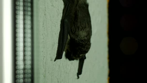 Svart bat sitter utanför fönstret i det huset, närbild, flittermouse — Stockvideo