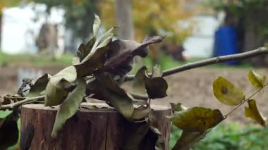 dalları Bahçe ağaçtan kesim yazlık, yakın çekim, balta balta ile bir adam keser