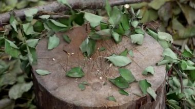 bir adam bir balta ile dalları keser, çalışma kulübemde, yakın çekim, dalları, el emeği, çelik kesme