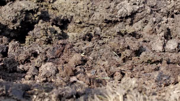 Een man graaft een schop-mest voor de bodem te bemesten wanneer groeiende planten, close-up, shovel en mest, drek — Stockvideo