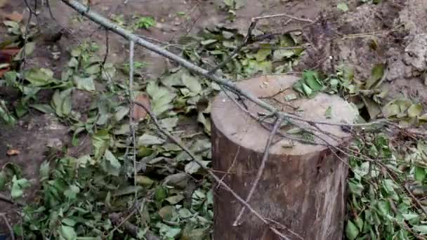 A man cuts branches with an ax, work at the dacha, close-up, cutting of branches, manual labor, steel — Stock Video