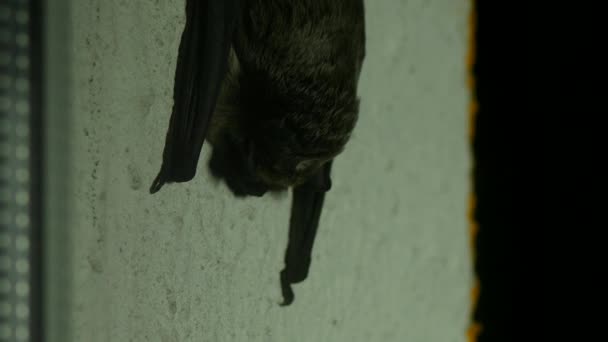 Batte noire assise devant la fenêtre dans la maison, gros plan, souris volante — Video