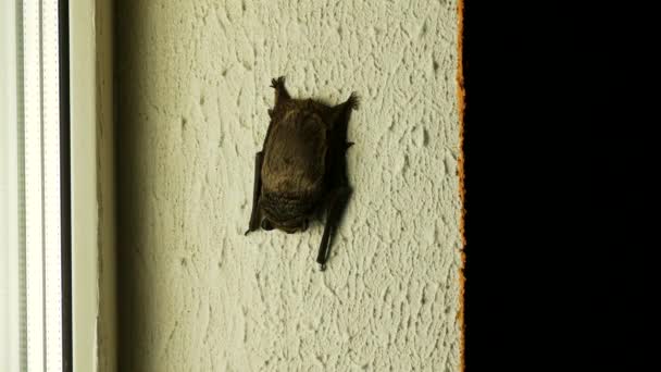 Murciélago negro sentado fuera de la ventana en la casa, primer plano, flittermouse — Vídeo de stock