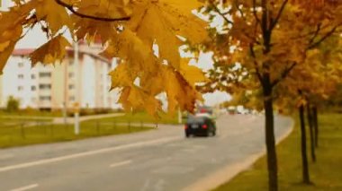 Sonbahar timelapse mapple ağaçlar ve kent road, yakınındaki yaprakları sonbaharda şehirde Ekim ayında