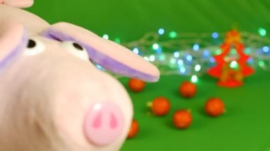 Domuzcuk veya kabakulak kamera önünde, yeni yıl 2019 ve Noel, yeşil Chroma key tırmanıyor