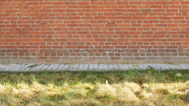 Un giovane caucasico vestito di nero cade sull'erba contro un muro di mattoni, fiasco, lento, copy- spazio — Video Stock
