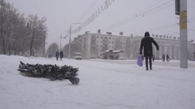Bobruisk, Belarus - 14 Ocak 2019: Bir sürü güvercin şehrin otobüs durağı, kış, kar, taşıma, güvercinler için insanlar bekliyor