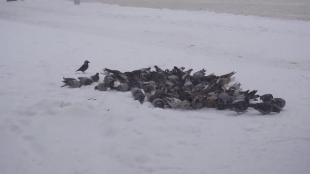 Велика зграя голубів у пошуках їжі в місті, морозна погода сніг, зима, крупним планом, повільний рух — стокове відео