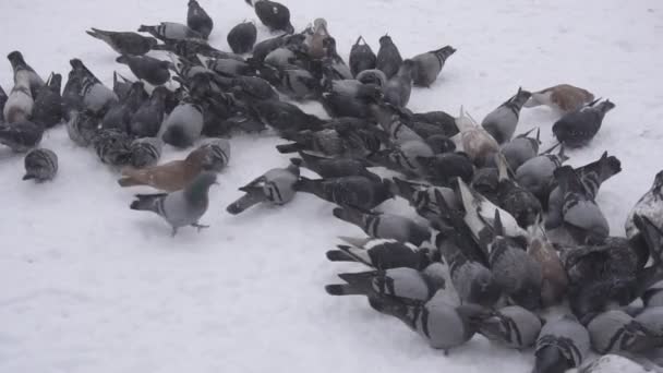 A flock of birds of pigeons in the winter on a frosty day in search of food, snow, slow mo, outdoor — Stock Video
