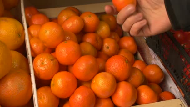 Hombre toca, siente y elige naranjas mandarinas frescas en el mercado de la tienda o tienda — Vídeos de Stock