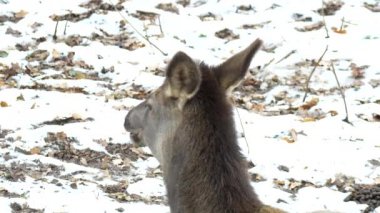 DOE Avrupa gıda çiğnemek iyice, yakın çekim, kış doğa, Cervus dama, hayvan