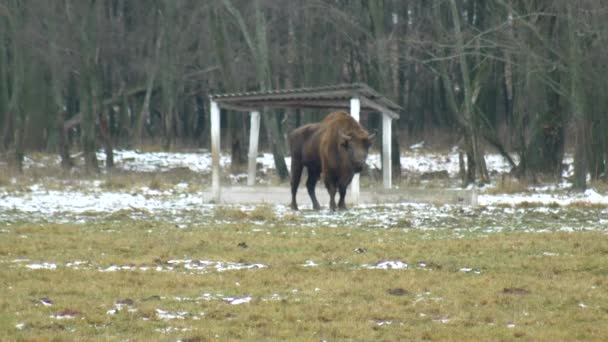 Bisonte europeo sullo sfondo della fauna selvatica che respira il suo vapore dal naso, inverno, 4K — Video Stock