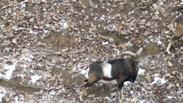 Mandria di pecore di montagna con grandi corna sullo sfondo della natura, inverno, nazionale, 4K, neve — Video Stock