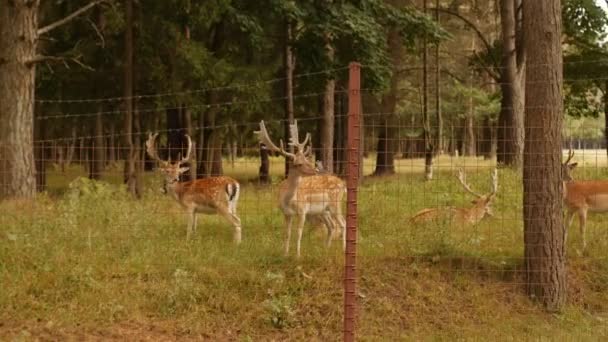 美丽的野生动物斑点鹿与角在自然的背景, 日本鹿, 动物学 — 图库视频影像