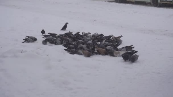 Большое стадо голубей в поисках пищи в городе, морозная погода снег, зима, крупный план, замедленное движение, фон — стоковое видео