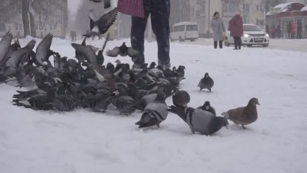 BOBRUISK, BELARUS - 14 JANVIER 2019 : Un homme nourrit des pigeons dans la ville à l'arrêt de bus, l'hiver, il neige, lent mo — Video