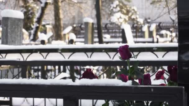Цветы розы лежат на могиле на кладбище или кладбище зимой в лесу — стоковое видео