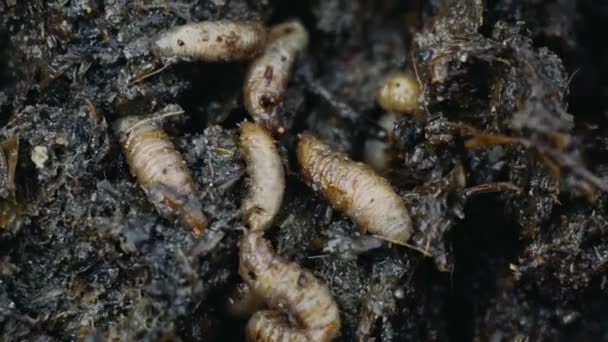 Macro van maden in mest of kunstmest, larvas kruipen in de ontlasting of faeces — Stockvideo