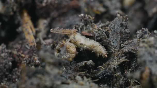 Larves mangent des matières fécales ou fécales, macro des asticots dans le fumier ou l'engrais — Video