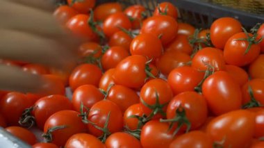 Kiraz domates satın alma, yakın çekim, domates, yavaş mo, Satılık bir adam seçer alışveriş