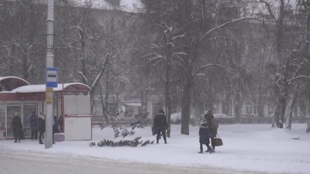 БОБРУЙСК, БЕЛАРУС - 14 ЯНВАРЯ 2019 года: Стая голубей в городе на автобусной остановке, зима, сильный снег, люди ждут транспорта — стоковое видео