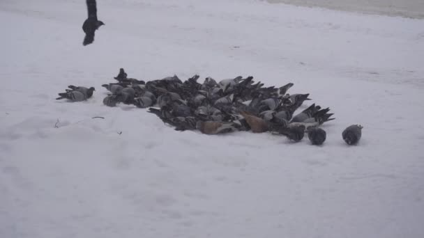 Una gran bandada de palomas en busca de comida en la ciudad, tiempo helado está nevando, invierno, primer plano, cámara lenta, hermosa — Vídeos de Stock