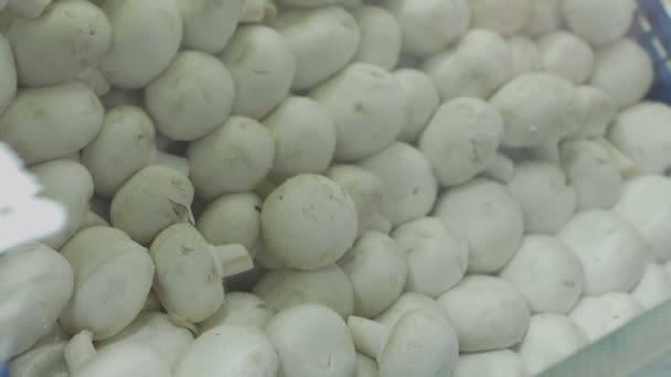 Rohe frische Champignon-Pilze liegen auf einem Schaufenster oder Bauernmarkt oder Geschäft — Stockvideo