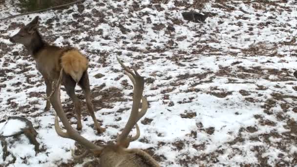 Un verdadero gran ciervo maral en el fondo de un parque de nieve con cuernos grandes y un ciervo en barbecho, fugleman 4K — Vídeo de stock