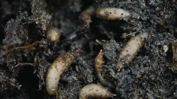 Macro van maden in mest of kunstmest, larvas eten ontlasting of faeces — Stockvideo