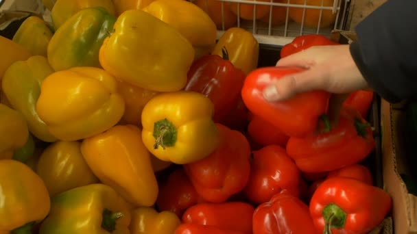 Um homem escolhe pimentas vermelhas e amarelas para comprar no mercado, close-up, câmera lenta — Vídeo de Stock