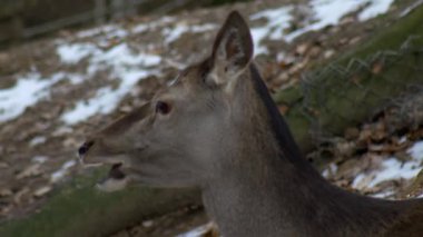 DOE Avrupa gıda çiğnemek iyice, yakın çekim, kış doğa, Cervus dama, hayvan