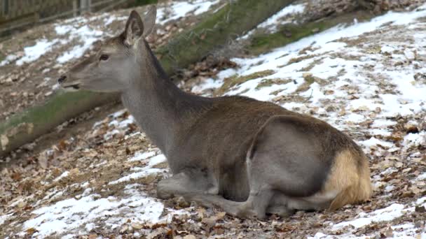 Cervo Europeo Mastica Cibo Accuratamente Primo Piano Natura Invernale — Video Stock