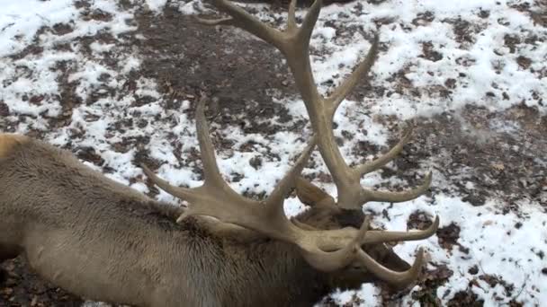 Real gran ciervo maral en el fondo de un parque nevado con cuernos grandes, mamíferos — Vídeo de stock