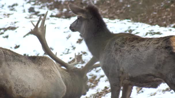 Gerçekten büyük bir geyik büyük boynuzları ve alageyik fugleman 4k bir kar park arka plan üzerinde maral — Stok video