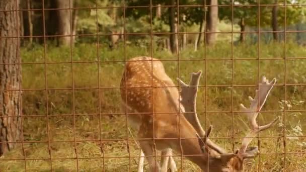 Beautiful wild animal spotted deer with horns on the background of nature, japanese deer — Stock Video