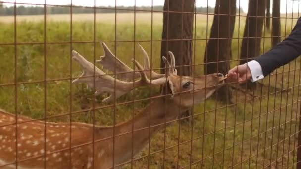 Bir adam beslemeleri bir vahşi hayvan bir eldeki sivilceli bir geyik, yakın çekim, Japon geyik — Stok video