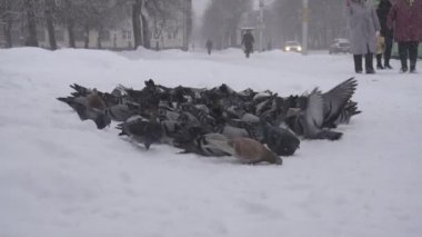 Güvercinler gıda şehir otobüs durağında arıyorum büyük bir sürü kış, kar yağıyordu, yavaş mo