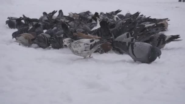 Una gran bandada de palomas en busca de comida en la ciudad, tiempo helado está nevando, invierno, primer plano, cámara lenta, pájaro — Vídeos de Stock