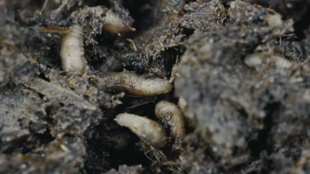 Makro belatung dalam pupuk atau pupuk, larva merangkak dalam kotoran atau kotoran — Stok Video