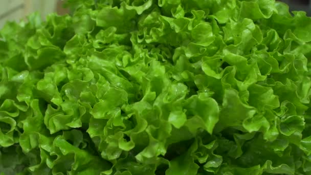 Gros plan de salade verte de légumes feuilles de laitue en magasin boutique — Video