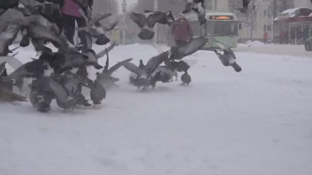 Bobruisk, Weißrussland - 14. Januar 2019: ein Mann im Winter an einer Bushaltestelle beim Taubenfüttern, es schneit, langsam, Hintergrund — Stockvideo