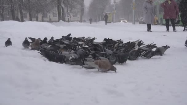 BOBRUISK, BELARUS - 14 DE ENERO DE 2019: Una bandada de palomas en la ciudad en la parada de autobús, invierno, nieve pesada, la gente está esperando transporte, congelado — Vídeos de Stock