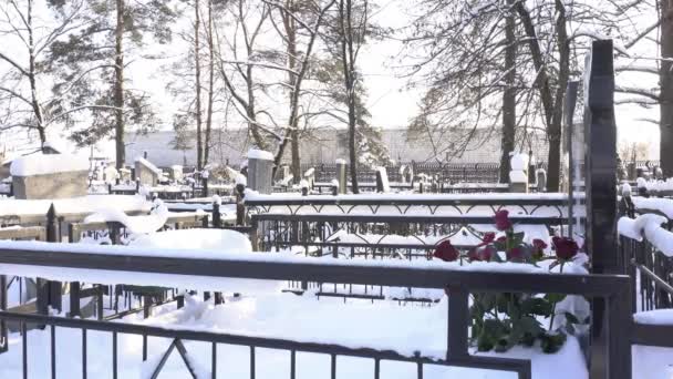 Fresh flowers on the grave at the winter cemetery, mourning — Stock Video